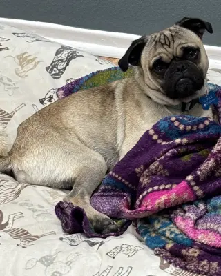 Buddy