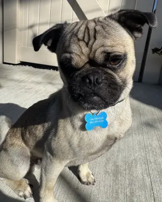 Buddy
