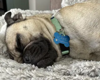 Buddy