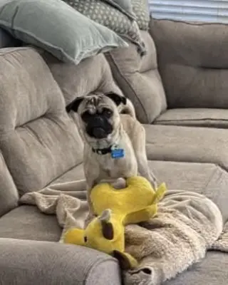 Buddy
