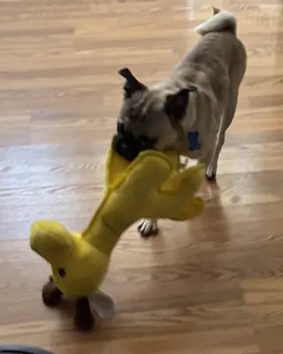 Buddy