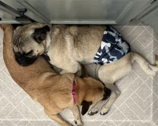 Buddy