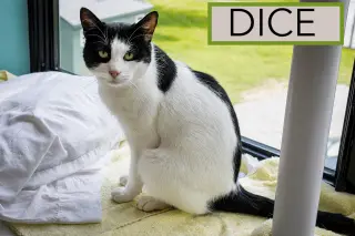 Dice (FCID# 05/20/2026 - 12 Trainer)