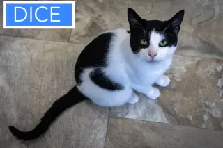 Dice (FCID# 05/20/2026 - 12 Trainer)