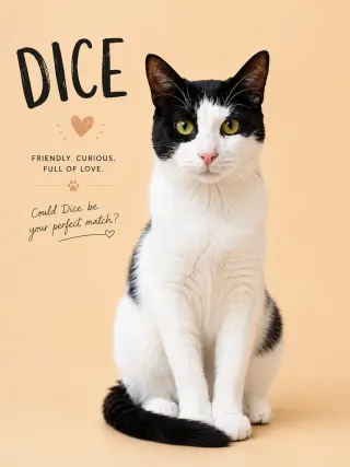 Dice (FCID# 05/20/2026 - 12 Trainer)