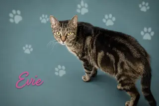 Evie (FCID# 05/21/2026 - 4 Trainer)