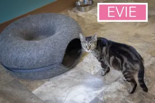 Evie (FCID# 05/21/2026 - 4 Trainer)