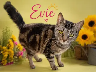 Evie (FCID# 05/21/2026 - 4 Trainer)