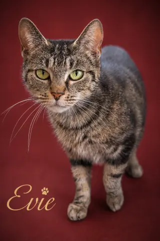 Evie (FCID# 05/21/2026 - 4 Trainer)