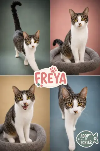 Freya (FCID# 05/21/2026 - 29 Trainer)