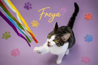 Freya (FCID# 05/21/2026 - 29 Trainer)