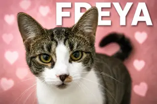 Freya (FCID# 05/21/2026 - 29 Trainer)