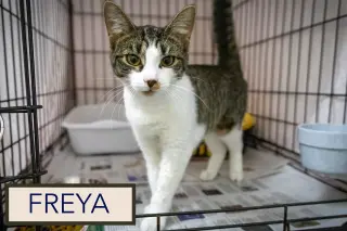 Freya (FCID# 05/21/2026 - 29 Trainer)
