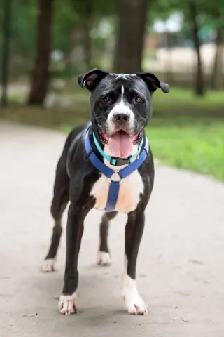 Titus