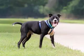Titus