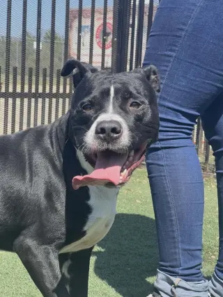 Titus