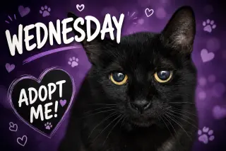Wednesday (FCID# 05/19/2026 - 70 Brookhaven PS)