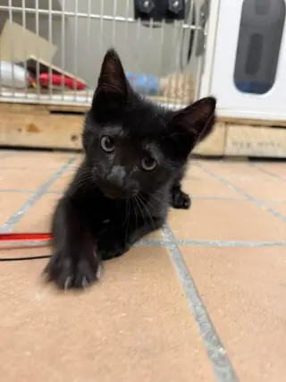 Marcello