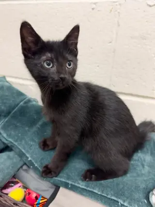 Marcello