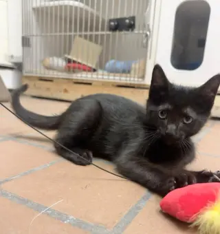 Marcello