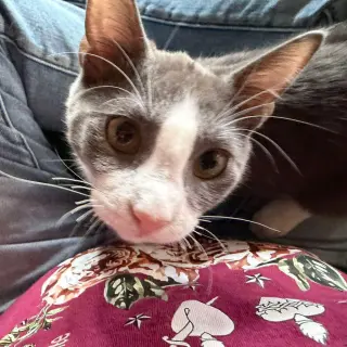 Sir Richard