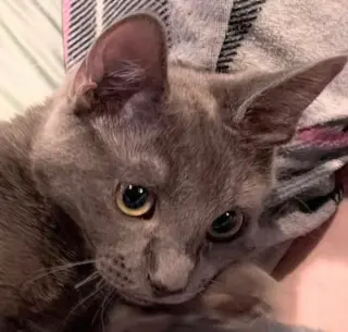 Lady Grey
