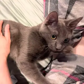 Lady Grey