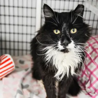 Merlin