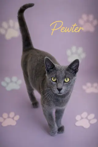 Pewter (FCID# 05/19/2026 - 60 Brookhaven PS)