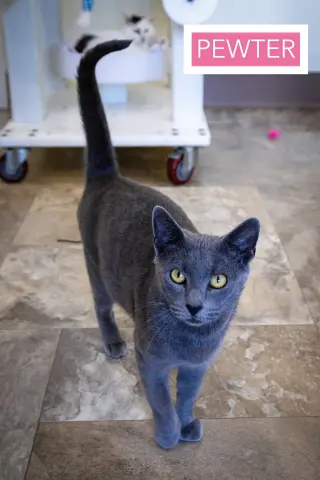 Pewter (FCID# 05/19/2026 - 60 Brookhaven PS)