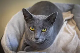Pewter (FCID# 05/19/2026 - 60 Brookhaven PS)