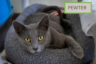 Pewter (FCID# 05/19/2026 - 60 Brookhaven PS)