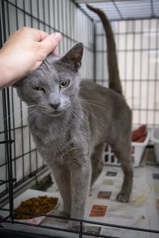 Pewter (FCID# 05/19/2026 - 60 Brookhaven PS)