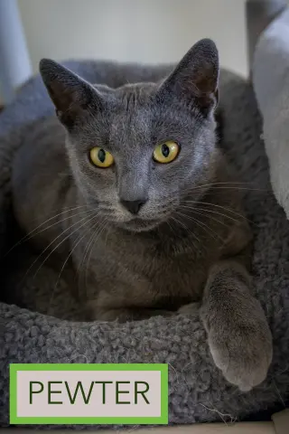Pewter (FCID# 05/19/2026 - 60 Brookhaven PS)