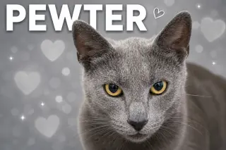 Pewter (FCID# 05/19/2026 - 60 Brookhaven PS)