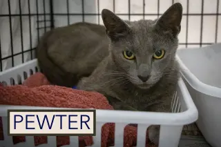 Pewter (FCID# 05/19/2026 - 60 Brookhaven PS)