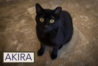 Akira: tail amp (FCID# 04/13/26 - 22 Millsboro PS
