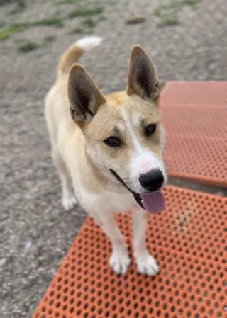 Gromit