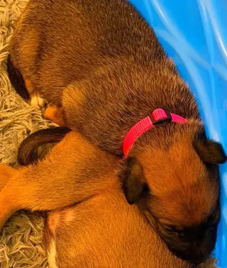 Flower Patch Litter Primrose - Located in TX