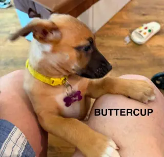 Flower Patch Litter Buttercup - Located in TX