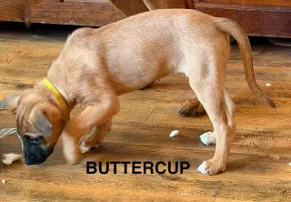 Flower Patch Litter Buttercup - Located in TX