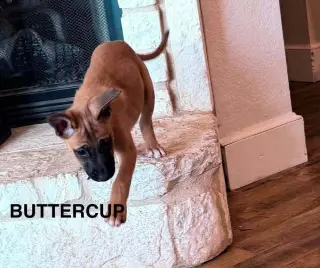 Flower Patch Litter Buttercup - Located in TX