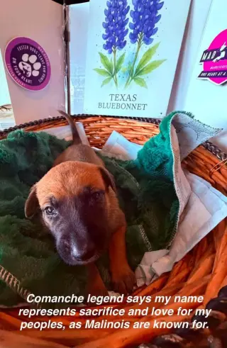 Flower Patch Litter Bluebonnet - Located in TX