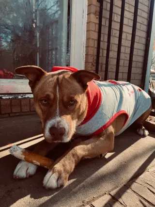 Duke (Courtesy)