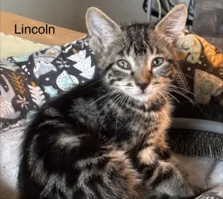 Lincoln