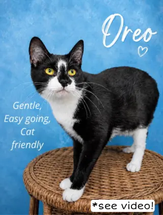 Oreo (FCID#08/19/2025 - 144) Willow Grove (KC)