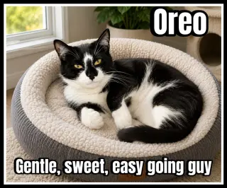 Oreo (FCID#08/19/2025 - 144) Willow Grove (KC)