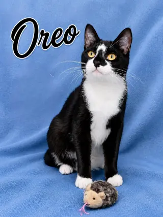 Oreo (FCID#08/19/2025 - 144) Willow Grove (KC)