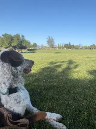 Cowboy (CP) - Adopt Me!