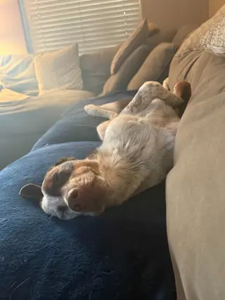 Cowboy (CP) - Adopt Me!
